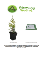 Oferta thuja zebrina M10 200626